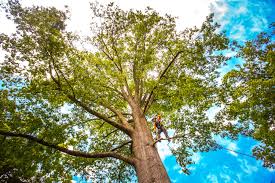 Best Tree and Shrub Care  in Perry Hall, MD