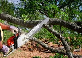 Best Root Management and Removal  in Perry Hall, MD