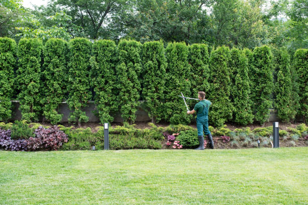 Best Root Management and Removal  in Perry Hall, MD