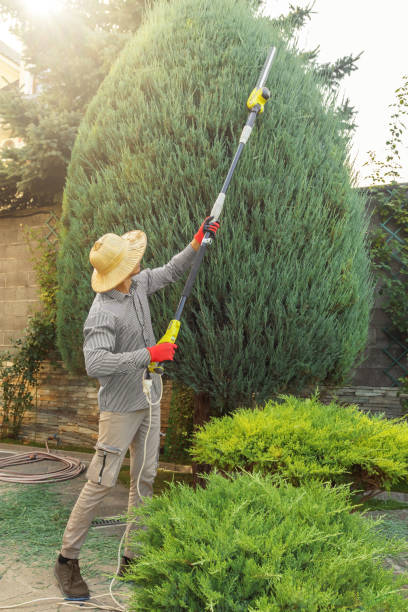 Best Tree Mulching  in Perry Hall, MD