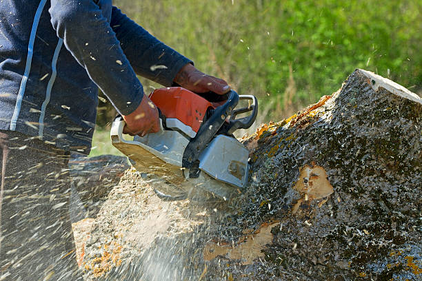 Best Lawn Renovation and Restoration  in Perry Hall, MD